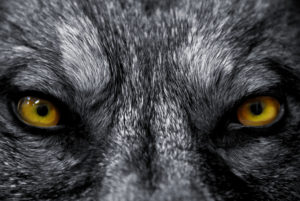 eyes of wolf